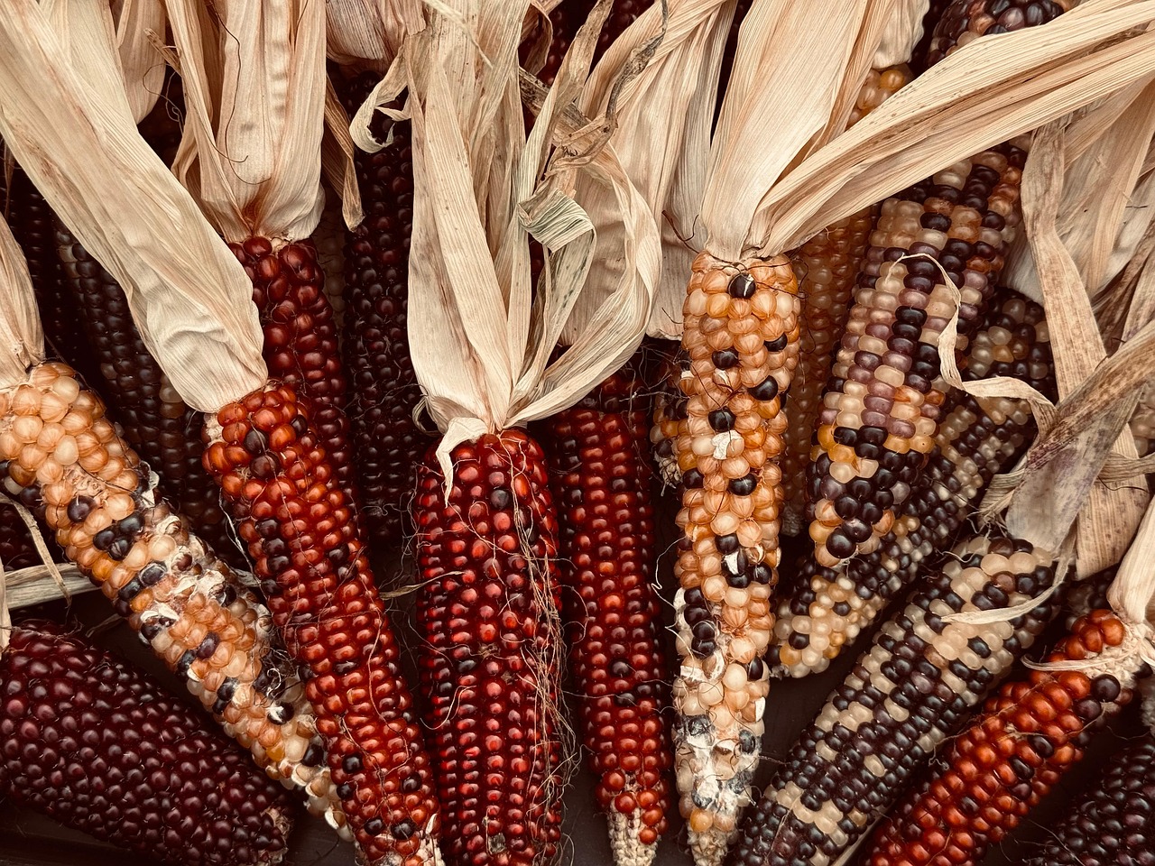 Corn - The Cheap Filler That Causes Chaos (image credits: pixabay)