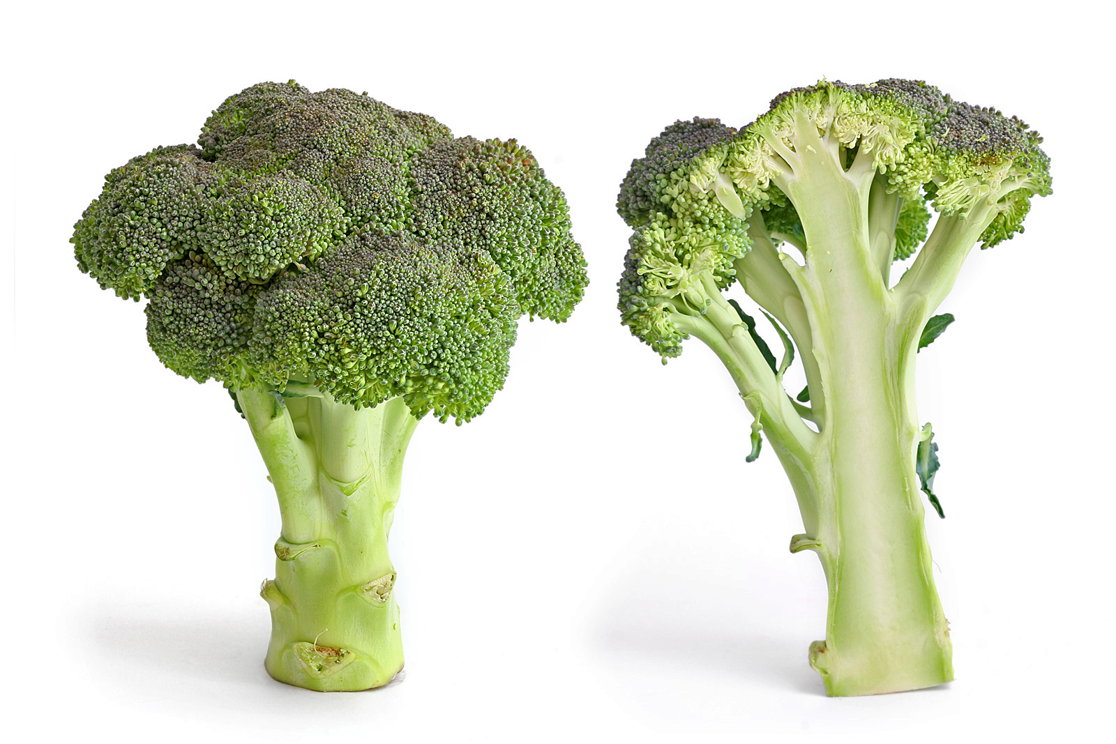 7. Broccoli: Cruciferous Star for Detox and Disease Defense (image credits: wikimedia)