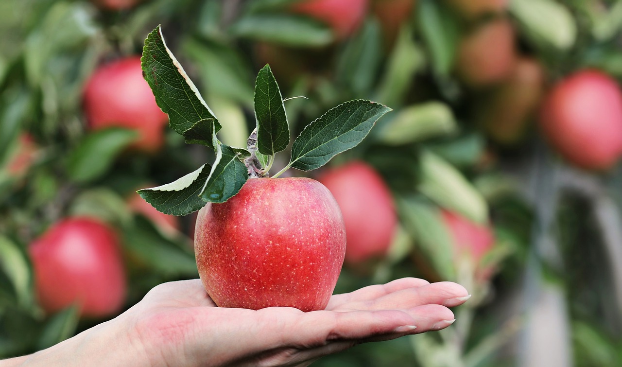 Apples: Fiber-Rich, Moderate GI (image credits: pixabay)