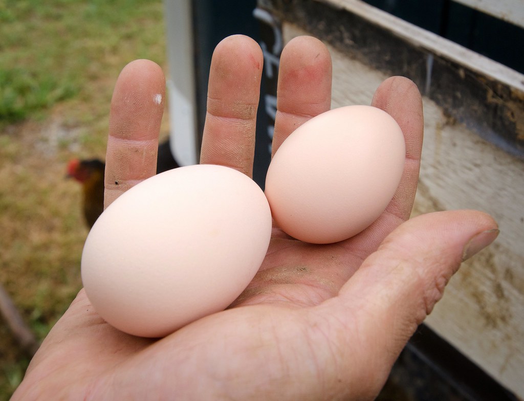 Eggs: When Breakfast Becomes a Biosafety Hazard (image credits: flickr)