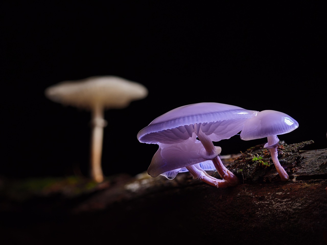 Mushrooms: Nature’s Sunshine Source (image credits: pixabay)