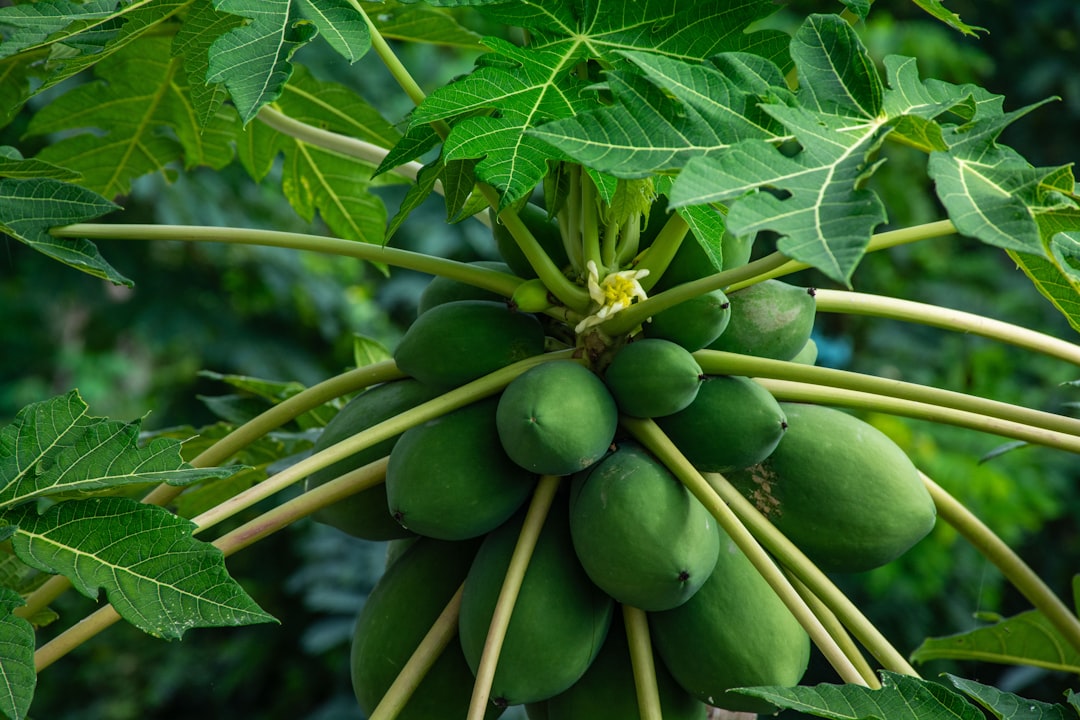 Pawpaw: The Tropical Delight of the Midwest (image credits: unsplash)
