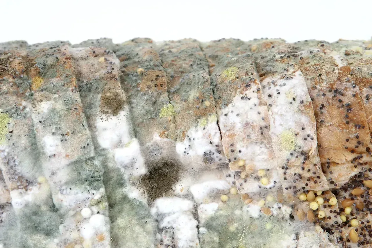 6. Using Stale Bread Instead of Throwing It Out (Image Credits: Pixabay)