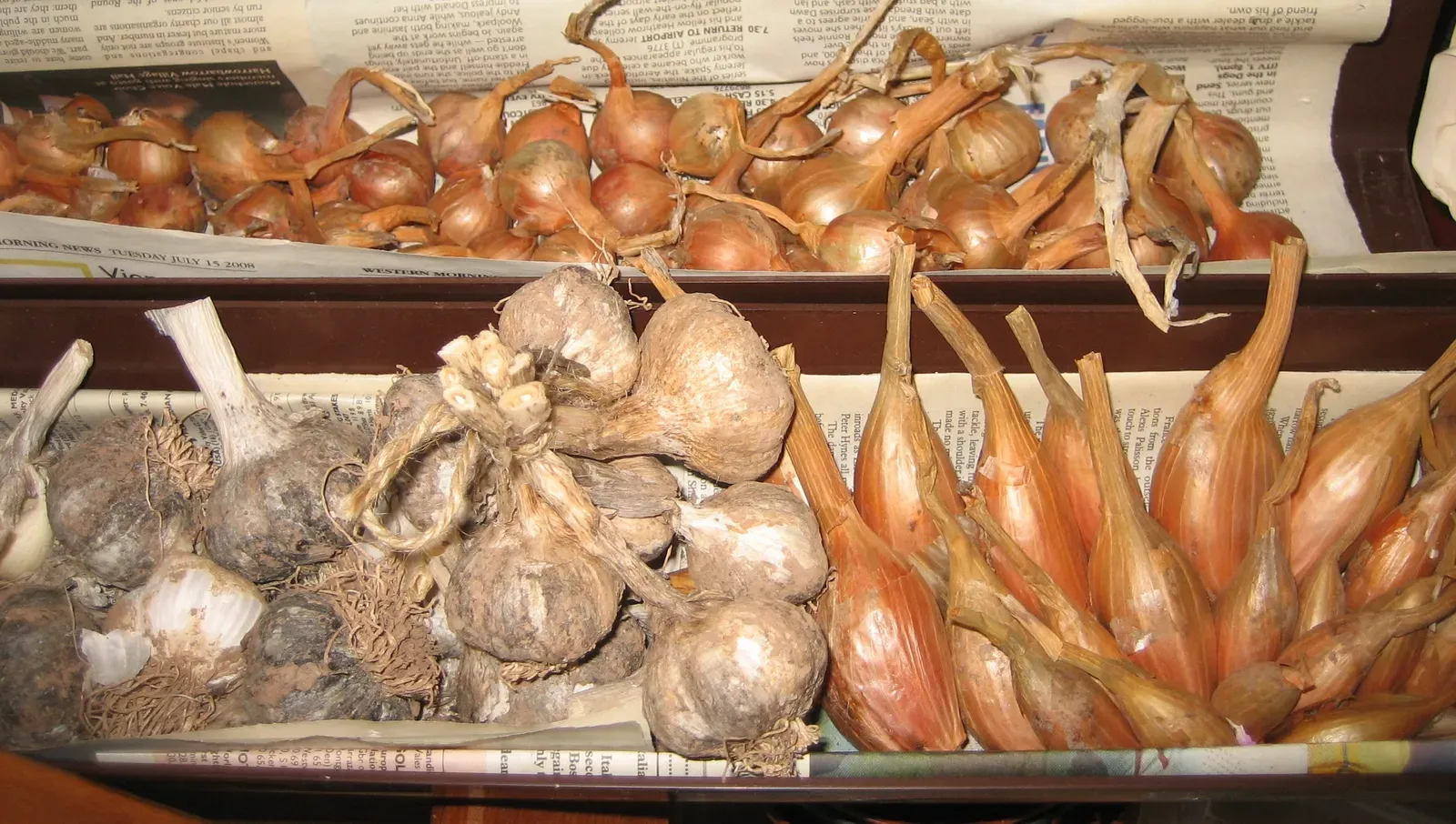 Onions and Garlic: The Everyday Ingredients Destroying Red Blood Cells (Image Credits: Wikimedia)