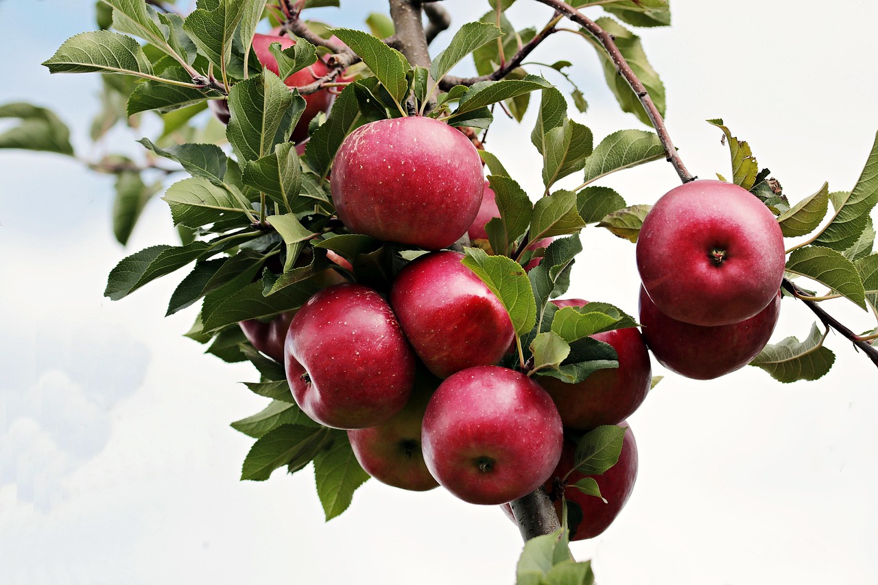 Apples (Eat the Skin!) 🍎 (image credits: pixabay)