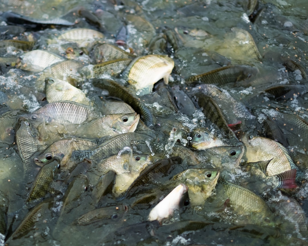 Environmental Destruction Hidden Beneath the Waves (image credits: unsplash)