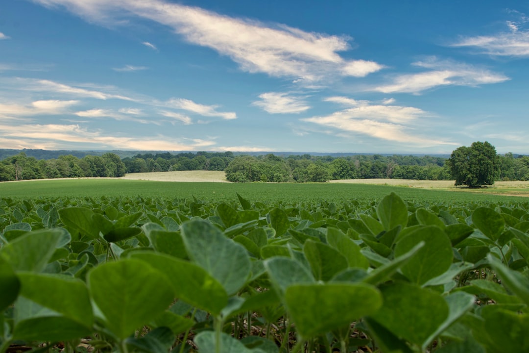 Soybeans: America’s Export Powerhouse Under Pressure (image credits: unsplash)