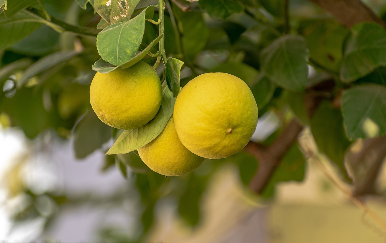 Lemons: The Kitchen Essential (image credits: pixabay)