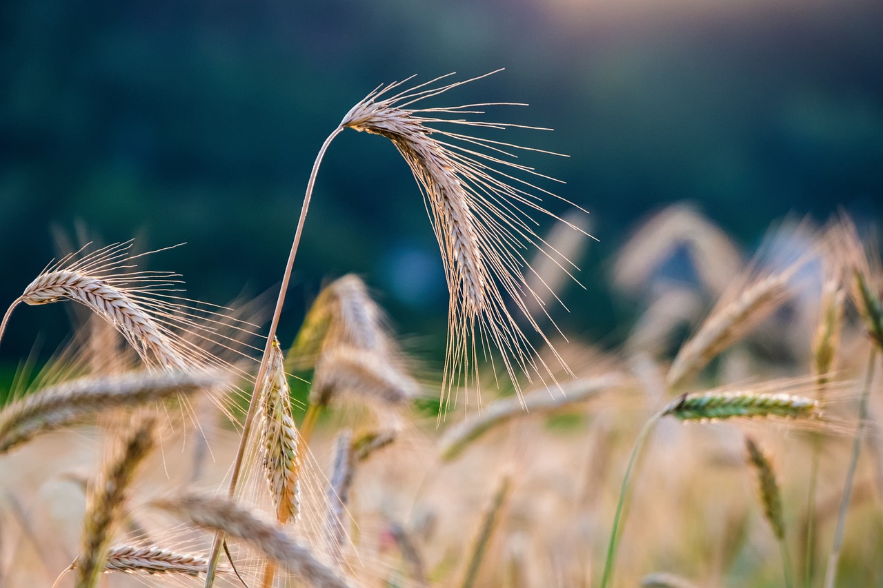 Choosing the Right Crops (image credits: pixabay)