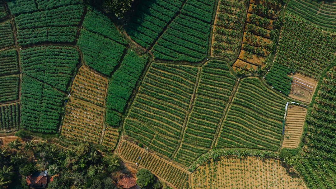 Low Environmental Impact (image credits: unsplash)