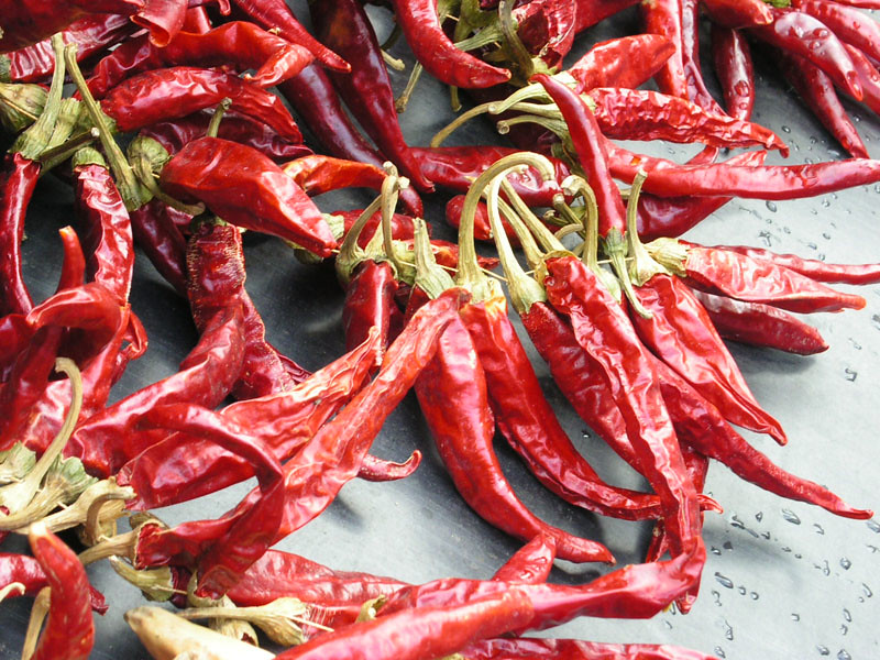 10. Paprika - The Gentle Giant (image credits: flickr)