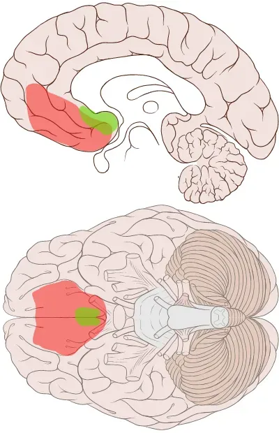 Self-Control Has a Brain Address, and Hunger Attacks It (By Ventromedial_prefrontal_cortex.png: *derivative work: finereach (talk)
Brain_human_sagittal_section.svg: Patrick J. Lynch, medical illustrator
Brain_human_cranial_nerves.svg Patrick J. Lynch, medical illustrator
derivative work: Mabhobs (talk), CC BY 3.0)