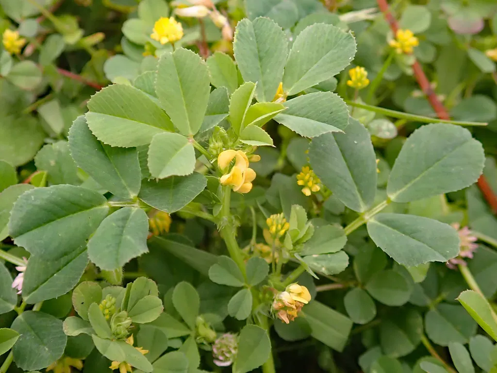 Food #4: Peas and Legumes (Macleay Grass Man, Flickr, CC BY 2.0)