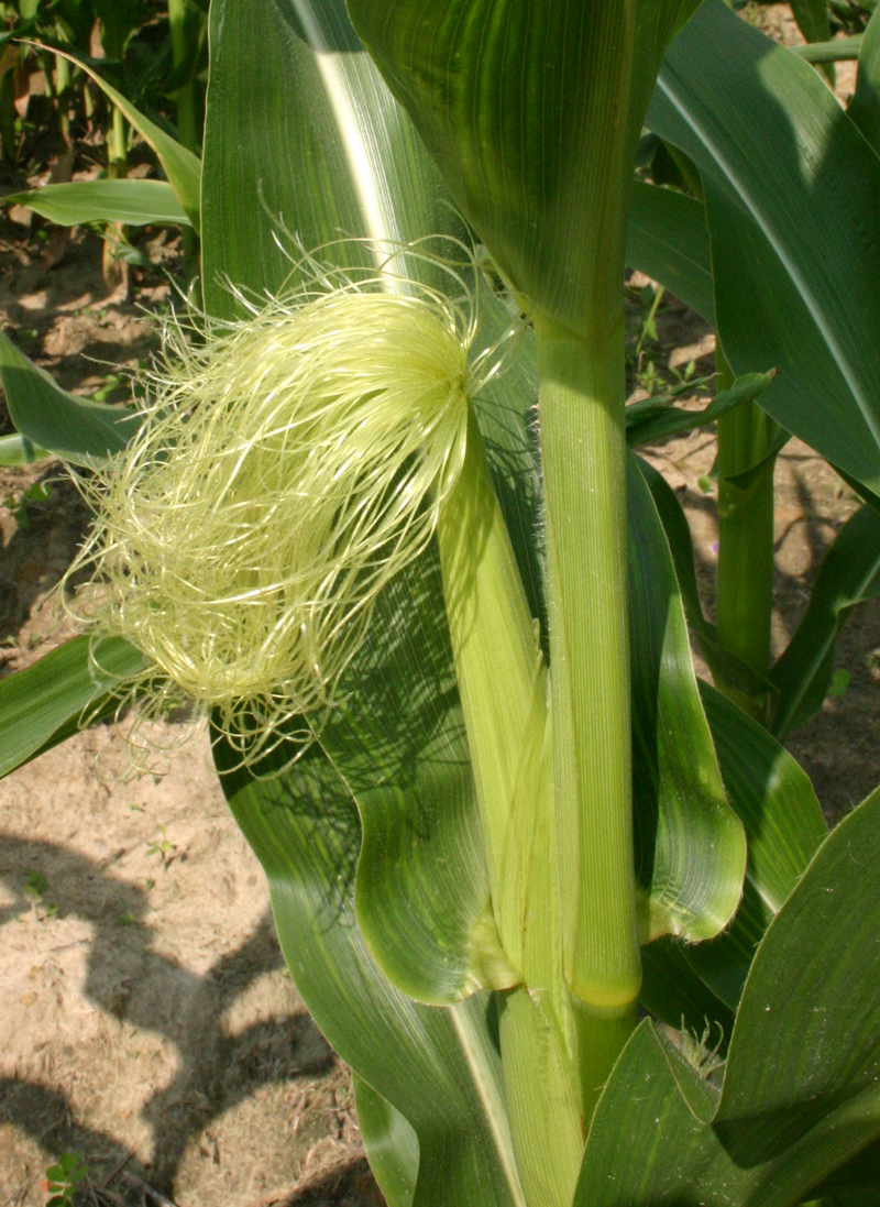 Corn Silk: The Silky Threads That Pack a Nutritional Punch (image credits: wikimedia)