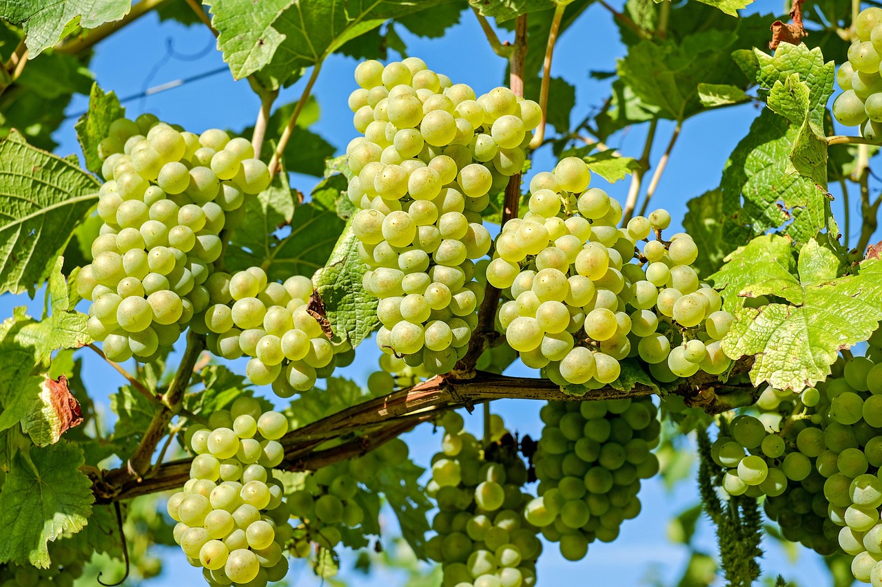 Grapes: Nature's Candy in Clusters (image credits: pixabay)