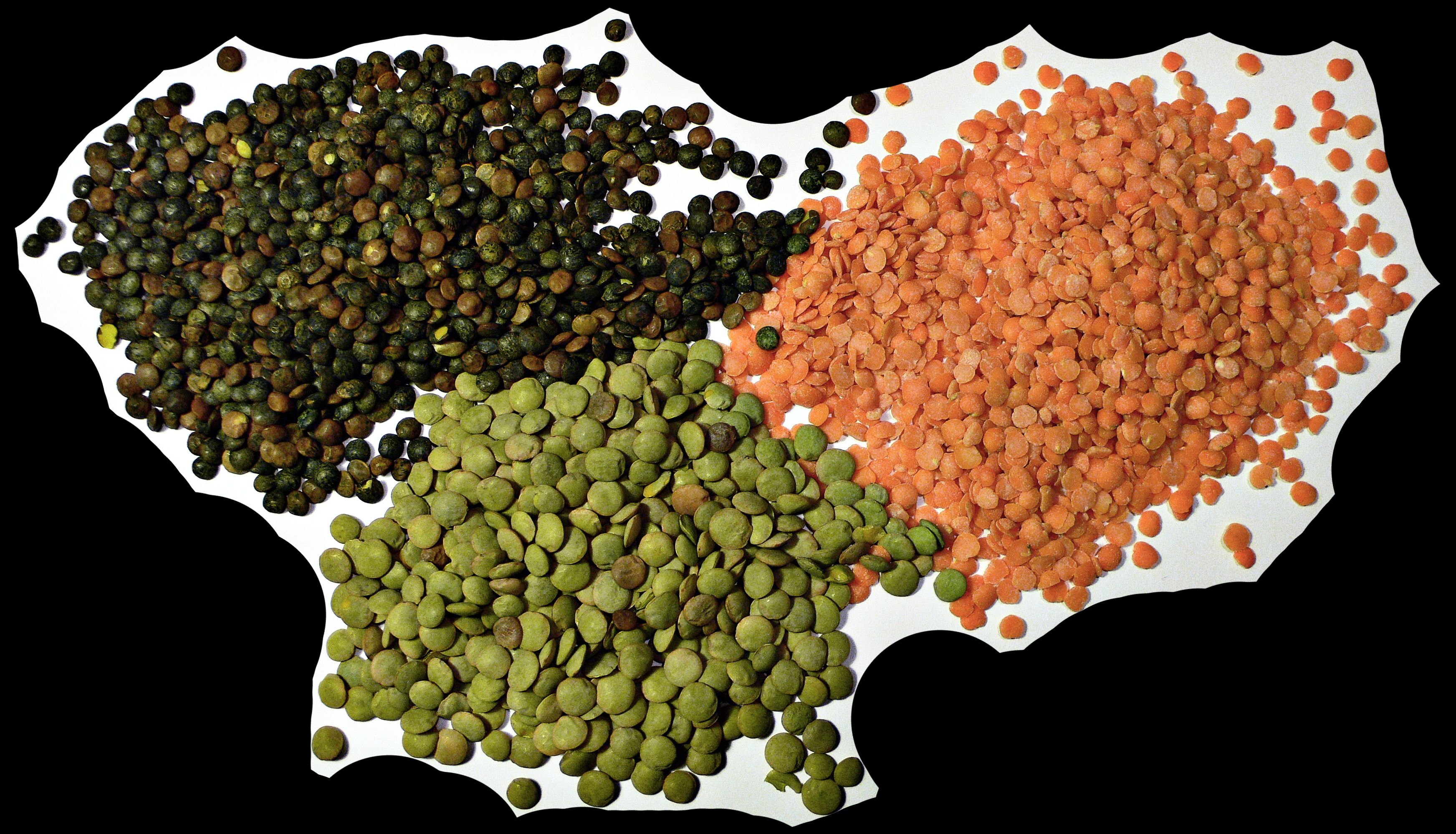 Types of Lentils (image credits: wikimedia)