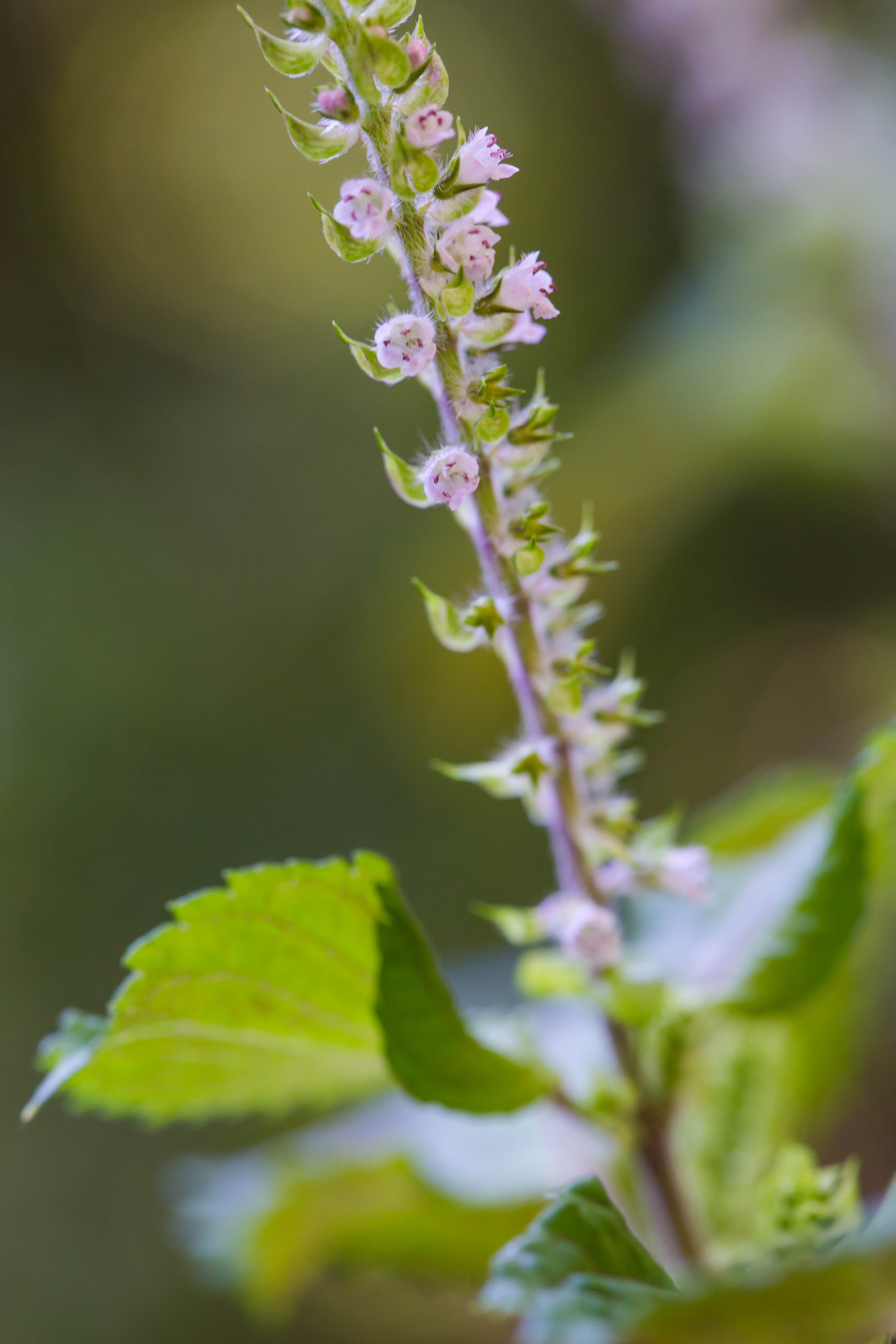 14. Shiso – Japan’s Peppery Herb (image credits: wikimedia)