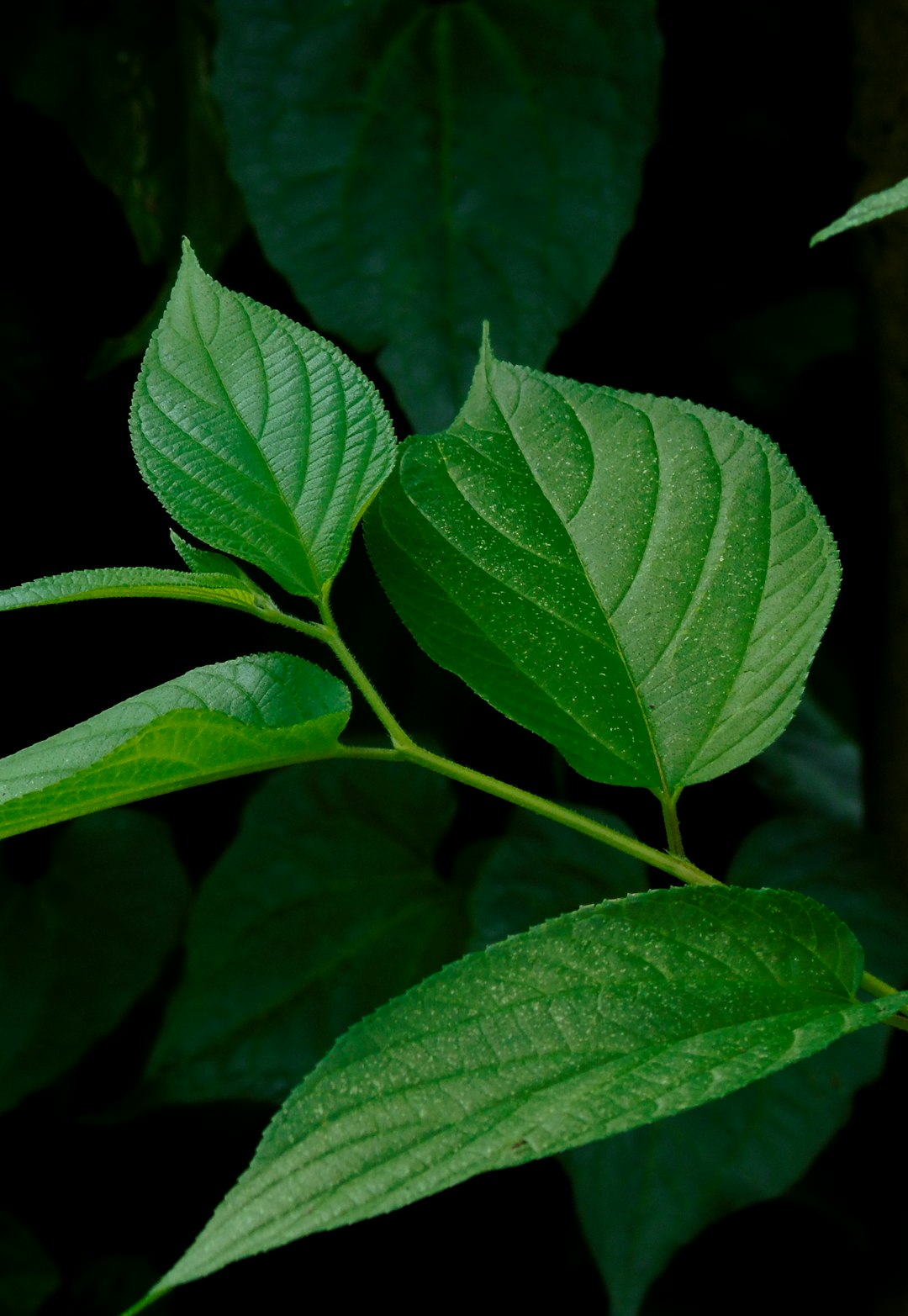Stevia - The Plant-Based Pretender (image credits: unsplash)