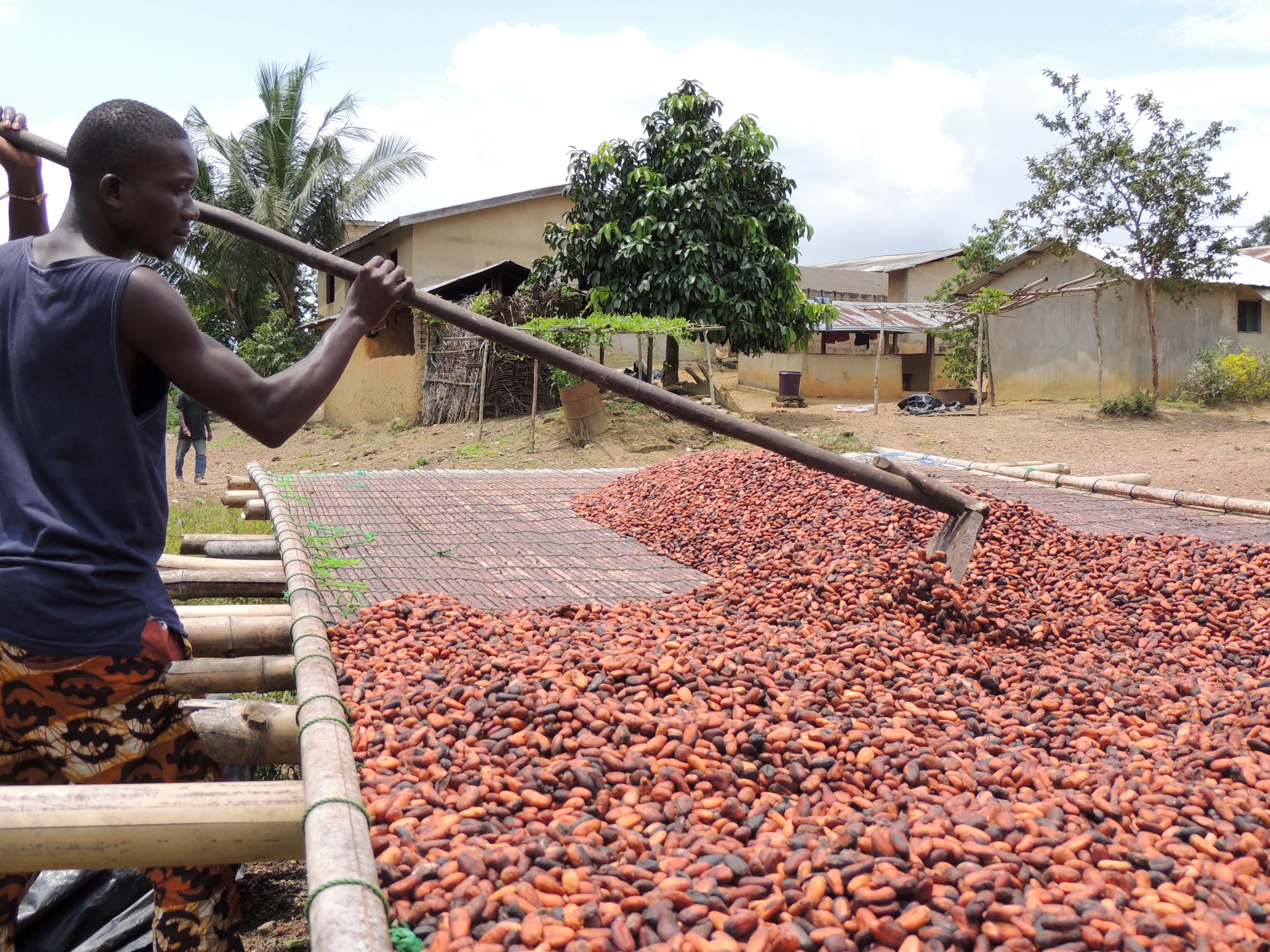 The Global Perspective: Cocoa Producing Nations (image credits: wikimedia)