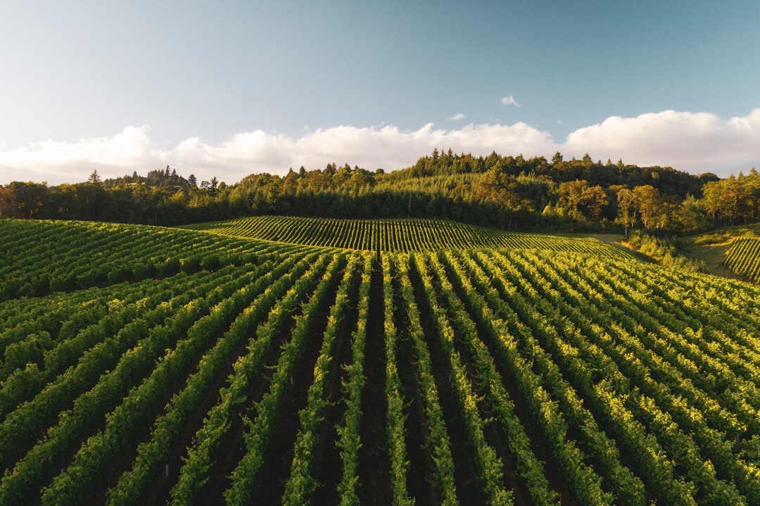 The Finger Lakes Wine Country Revival (Image Credits: Unsplash)