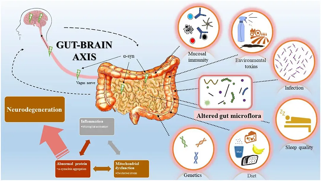 Endocannabinoids Plummet While Inflammation Skyrockets (Image Credits: Wikimedia)