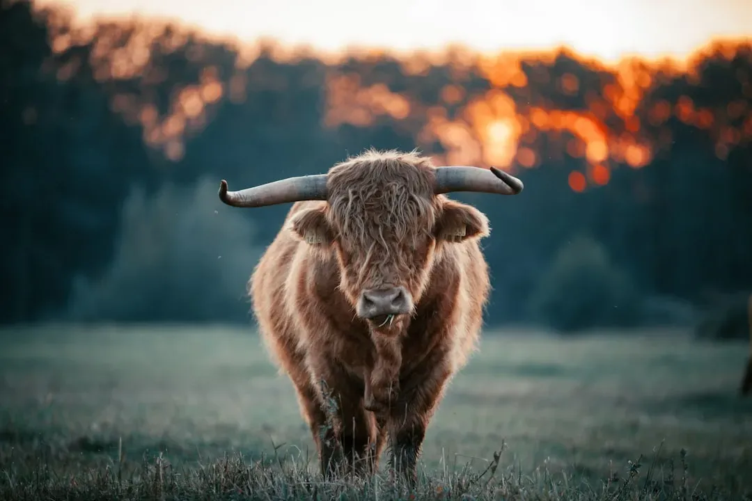 2. Taurus: The Patient Wealth Builder (Image Credits: Unsplash)
