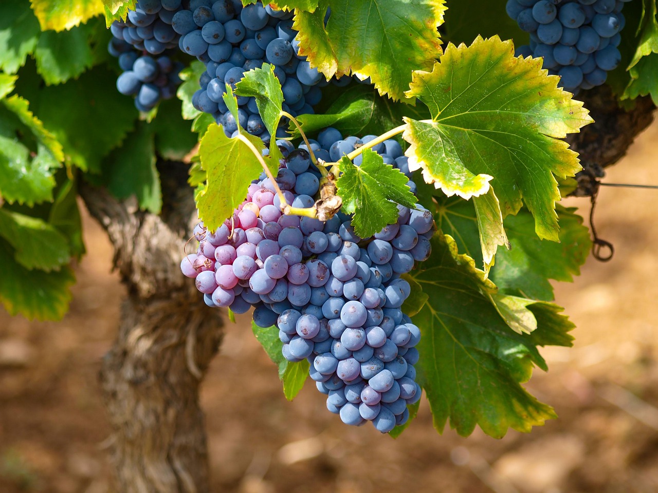 Grapes: Nature’s Sweet Snack (image credits: pixabay)