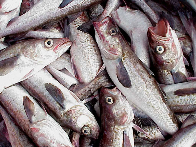Sustainable Fish Sourcing Evolution (Image Credits: Wikimedia)