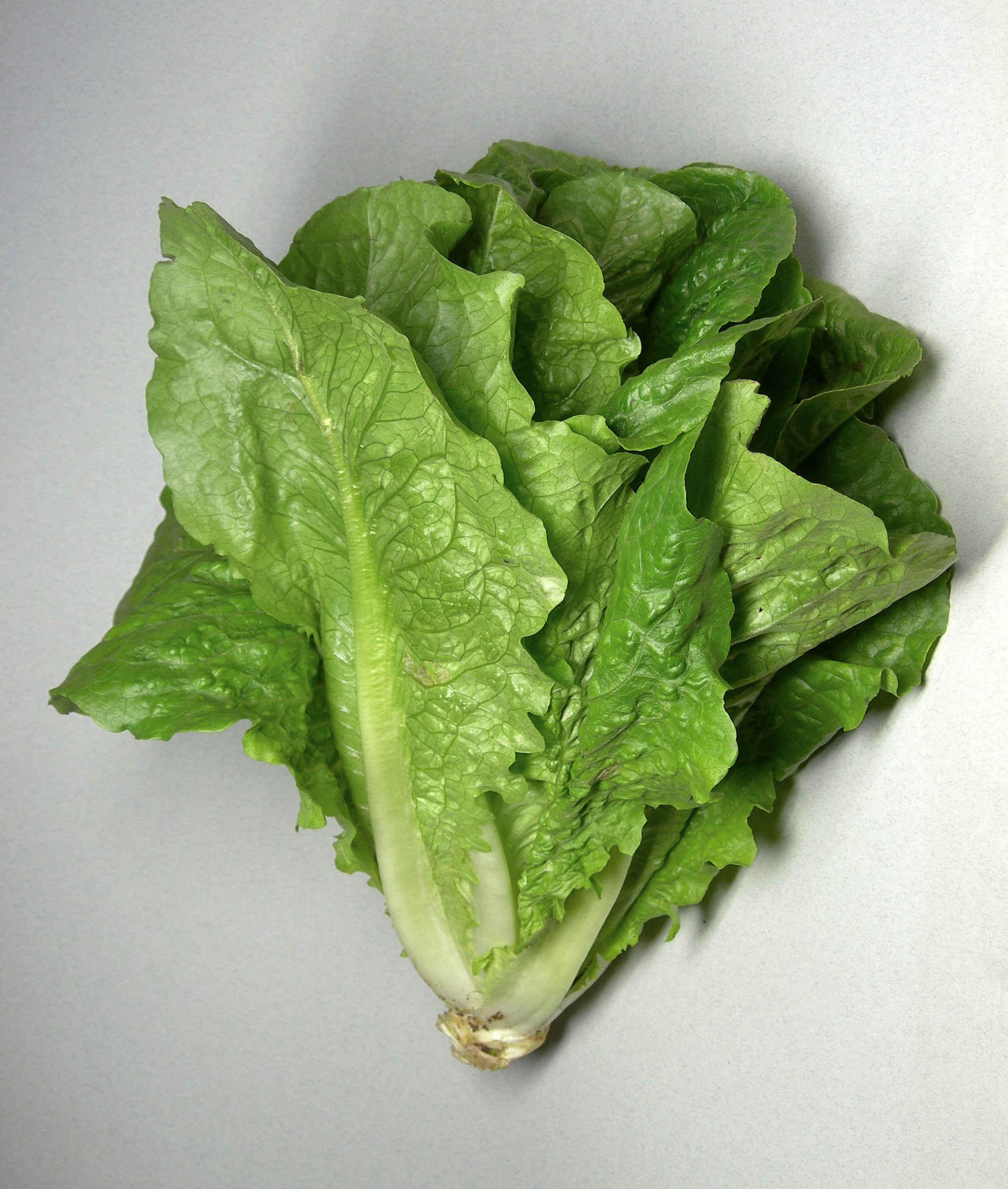 Digestive Problems Like Diarrhea or Nausea (image credits: wikimedia)