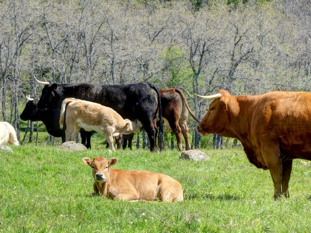 Ranchers Sound The Alarm (Image Credits: Unsplash)