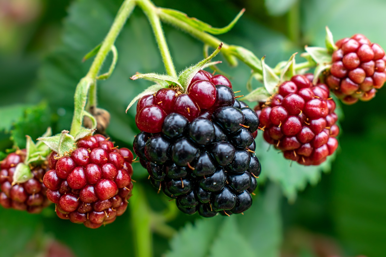 Blackberries: The Forgotten Fighter (image credits: pixabay)