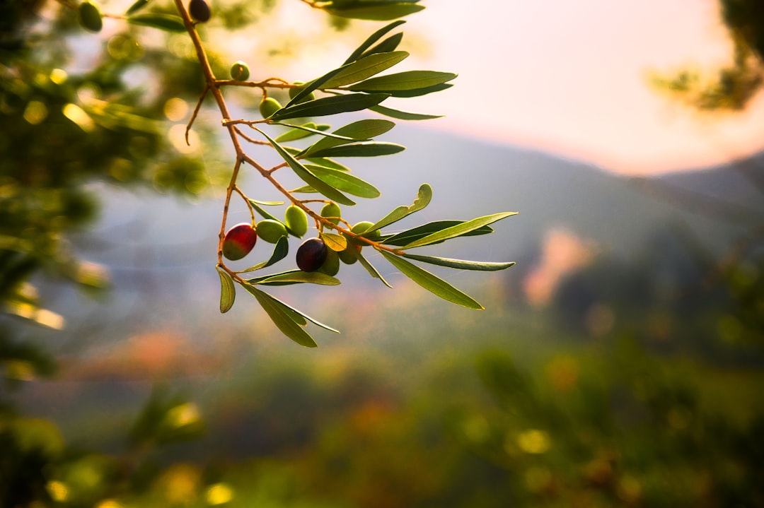The Environmental Impact of Olive Oil (image credits: unsplash)