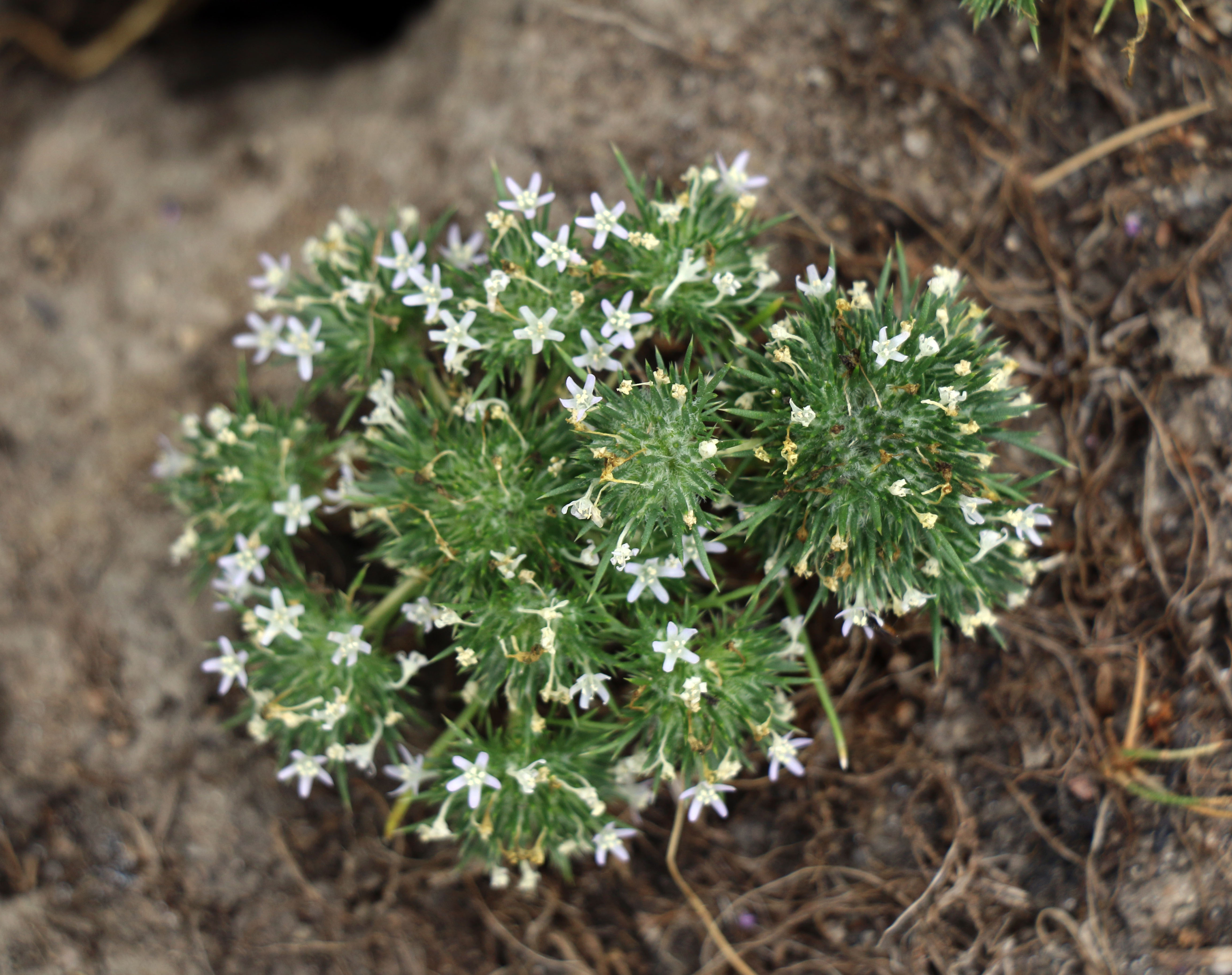 The Rise of Plant-Based Spreads (image credits: wikimedia)