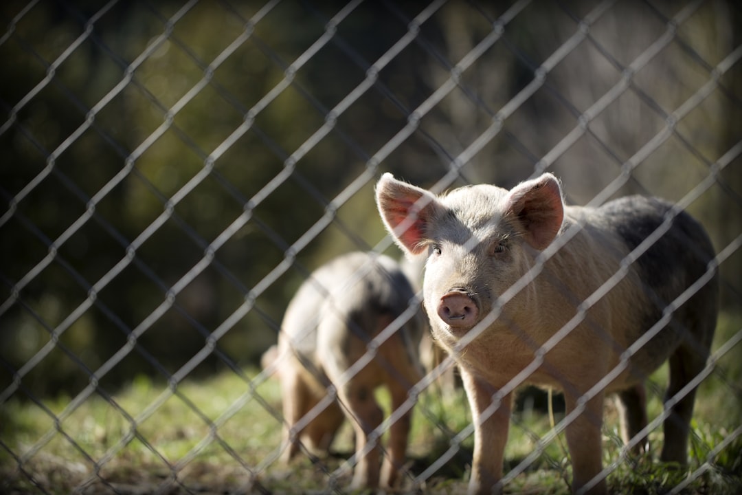 Ractopamine-Treated Pork (image credits: unsplash)