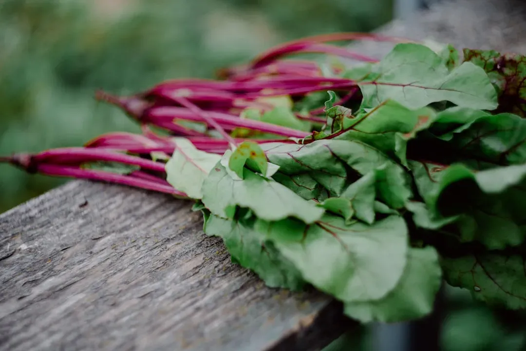 Beet Greens: The Underestimated Tops (Image Credits: Unsplash)