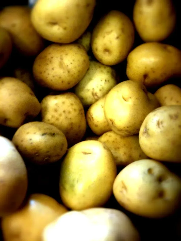 Start with the Right Potato Variety (Image Credits: Flickr)