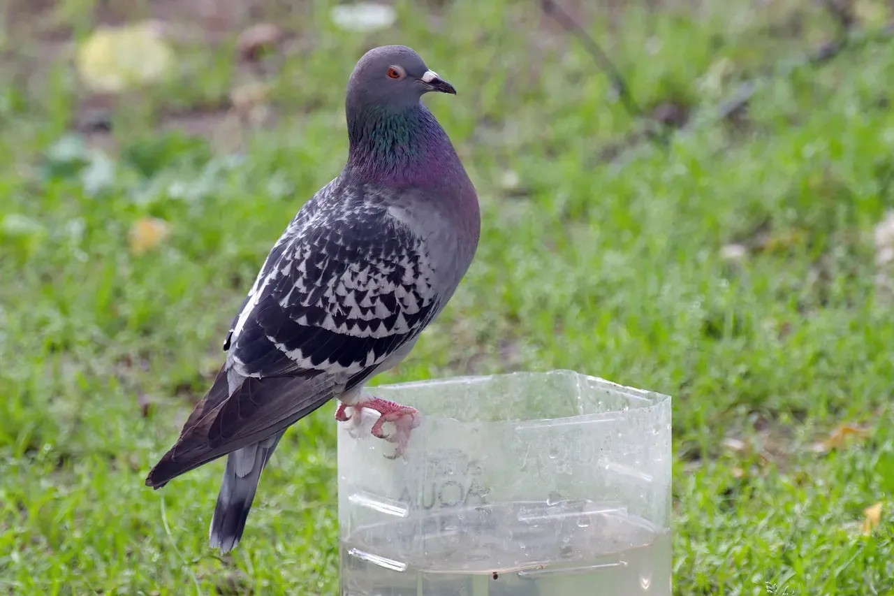 2. The Lawn Edging Problem Nobody Talks About (Image Credits: Pixabay)