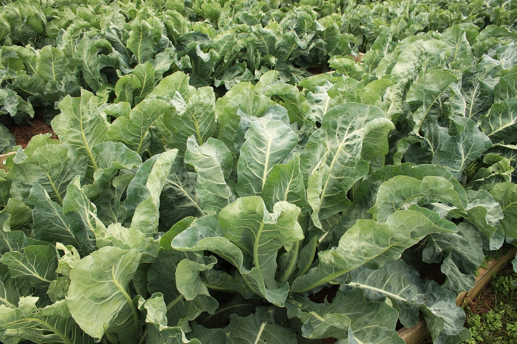 Leafy Greens: The Potassium-Rich Shield (image credits: rawpixel)