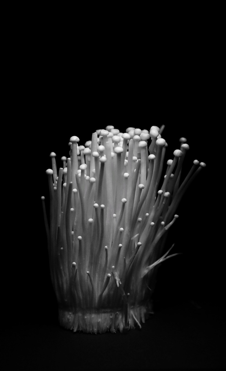 Enoki Mushrooms - The Slim Healers (image credits: pixabay)