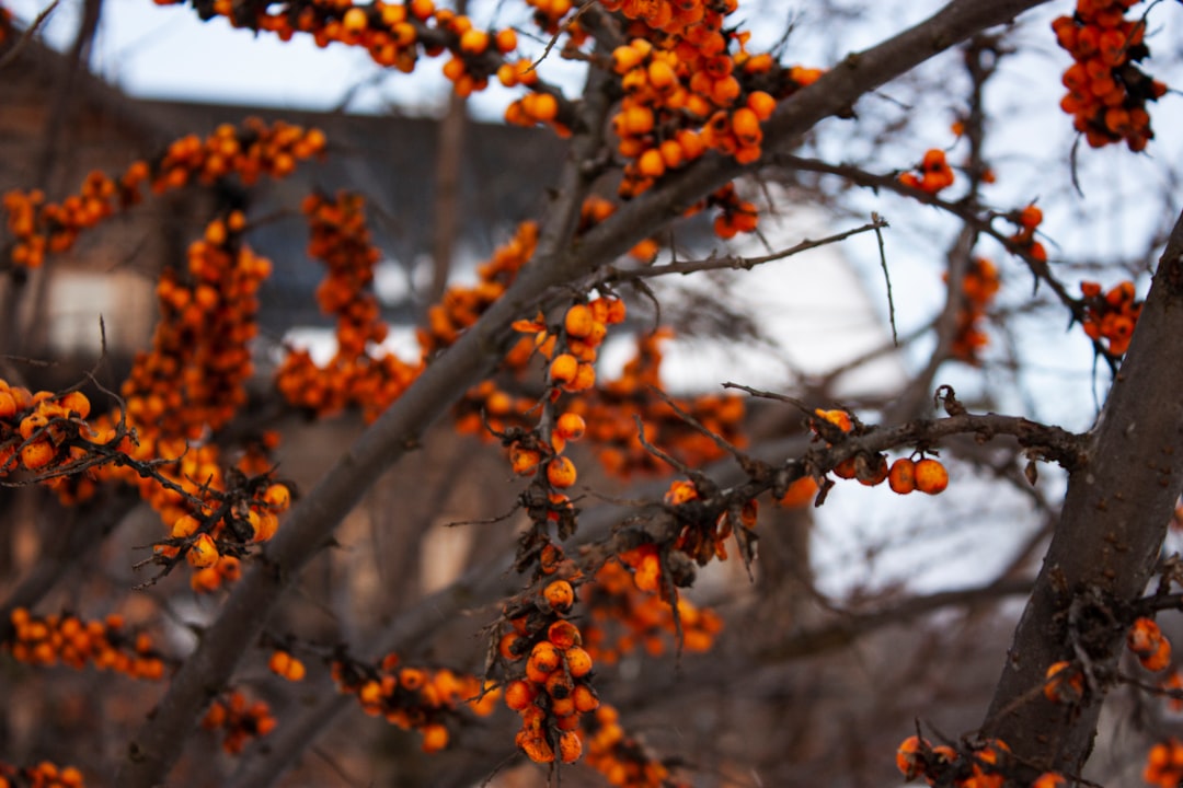 The Hidden Gem from the Himalayas (image credits: unsplash)