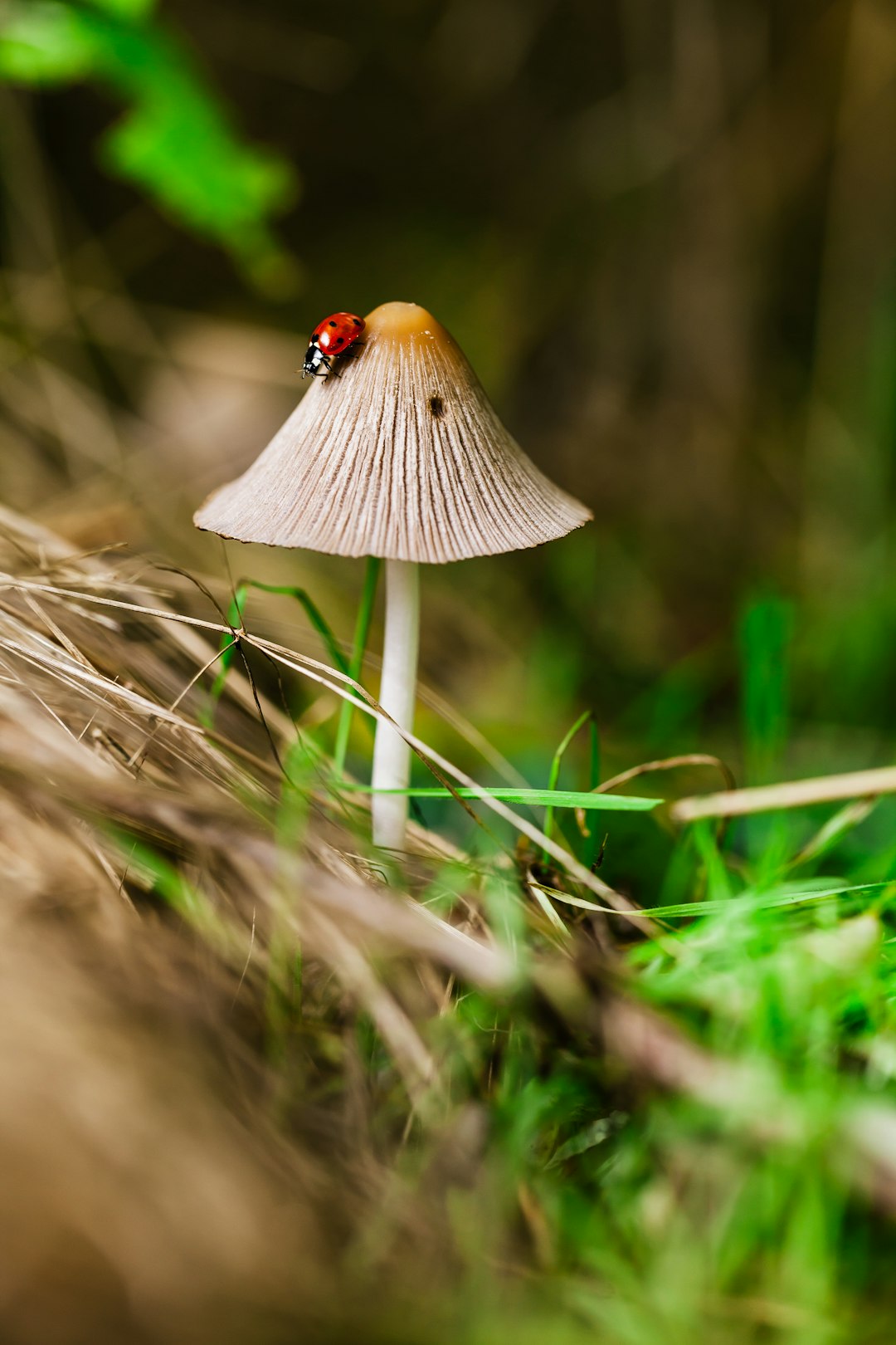 Economic Advantages: Mushrooms as a Cost-Effective Option (image credits: unsplash)