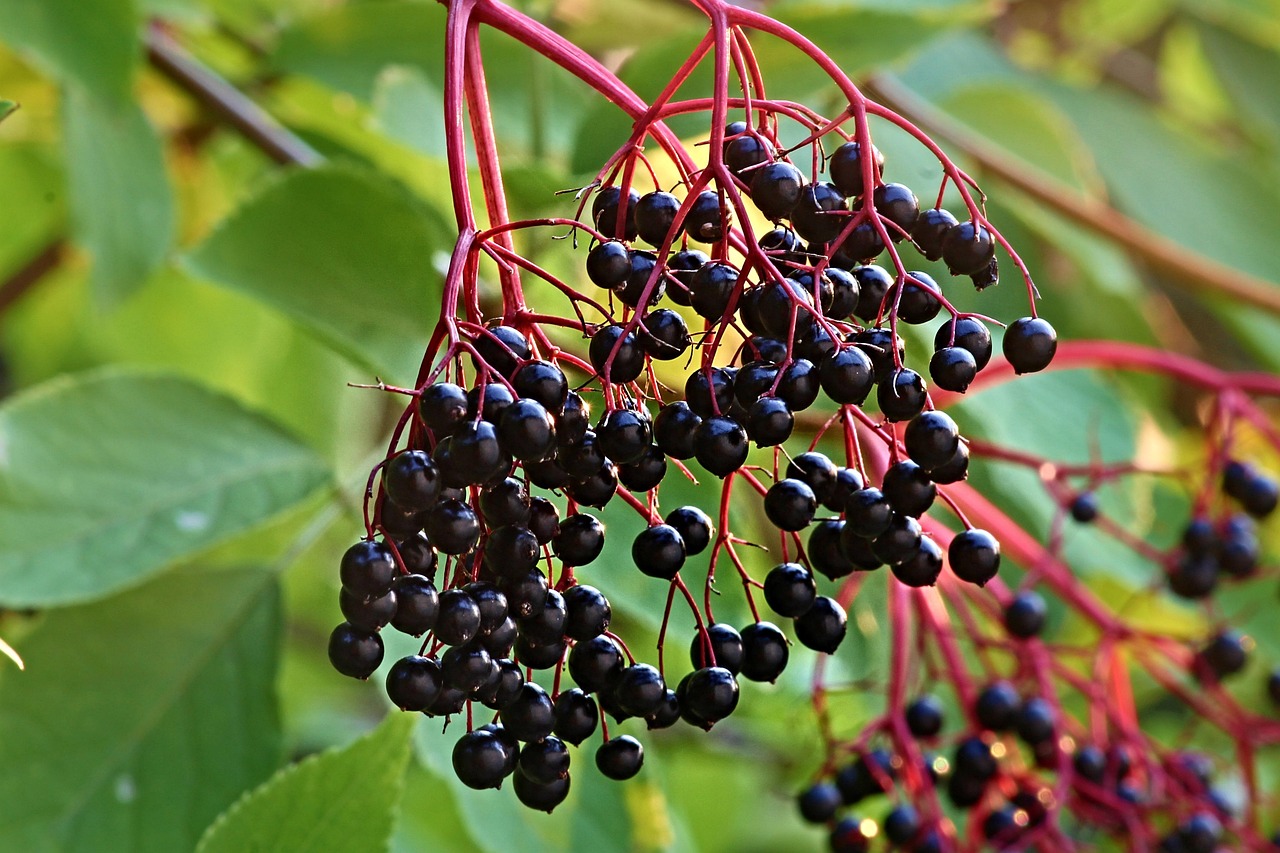 Elderberry - The Traditional Medicine Cabinet (image credits: pixabay)