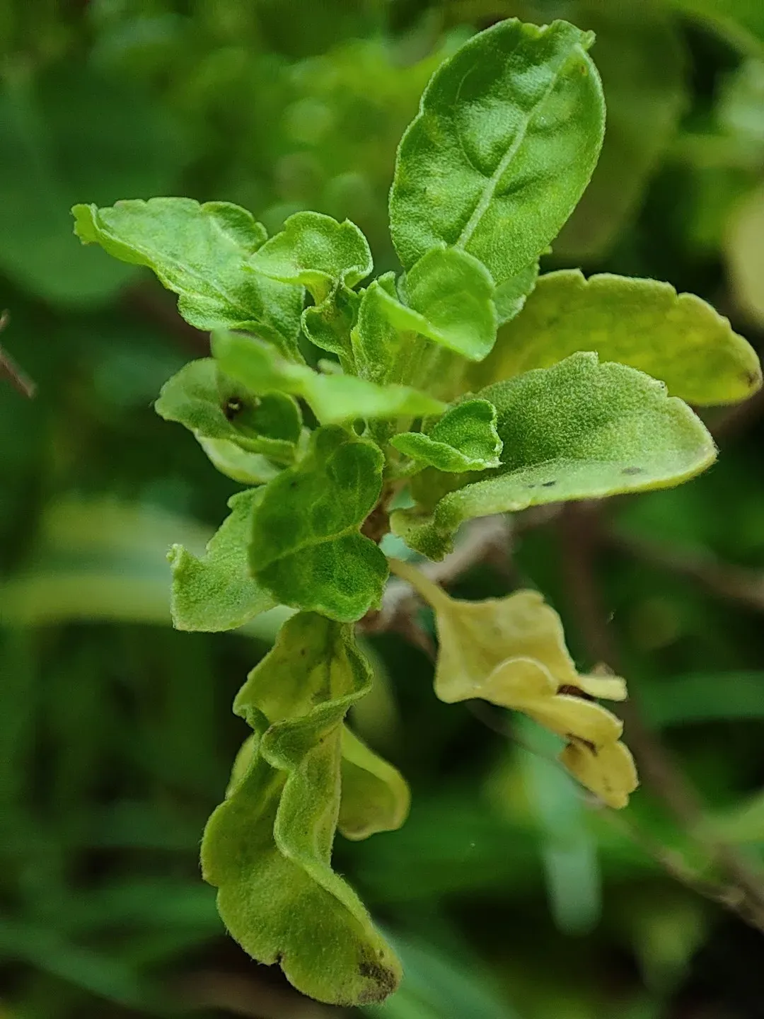 11. Failing to Remove Damaged Leaves Before Storing (Image Credits: Unsplash)