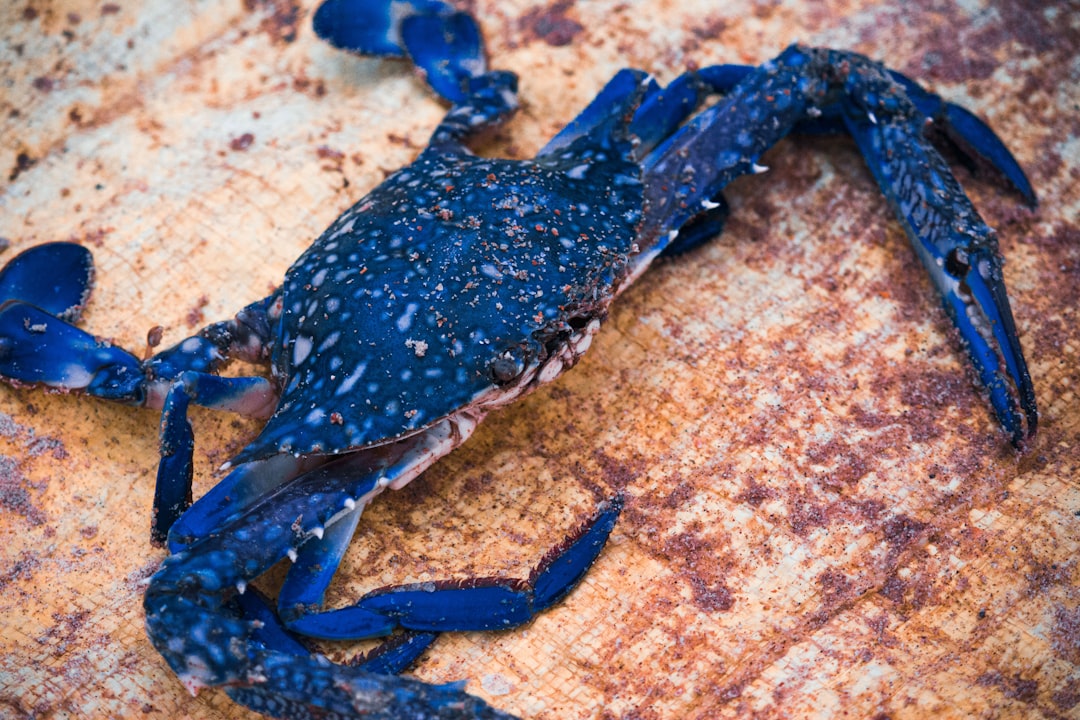 Blue Crabs - Coastal Treasures (image credits: unsplash)