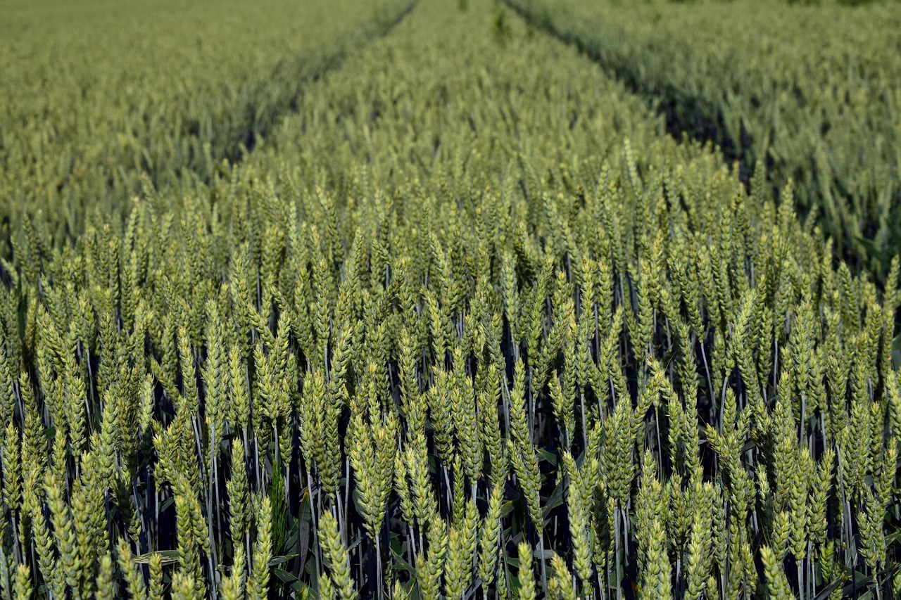 Industrial Farming of Plants Also Harms the Planet (image credits: pixabay)