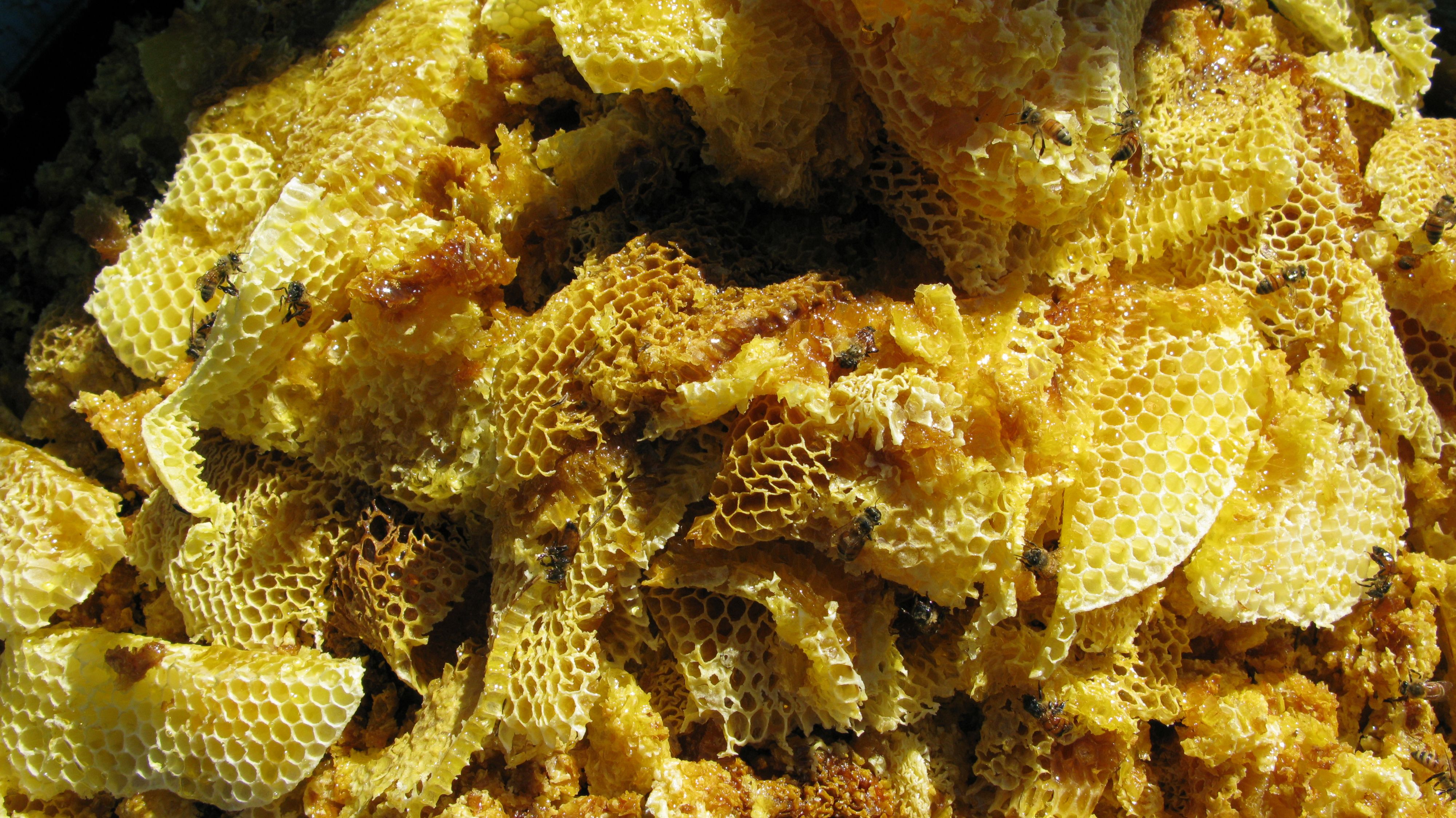 The Final Word on Honey’s Reputation (image credits: wikimedia)