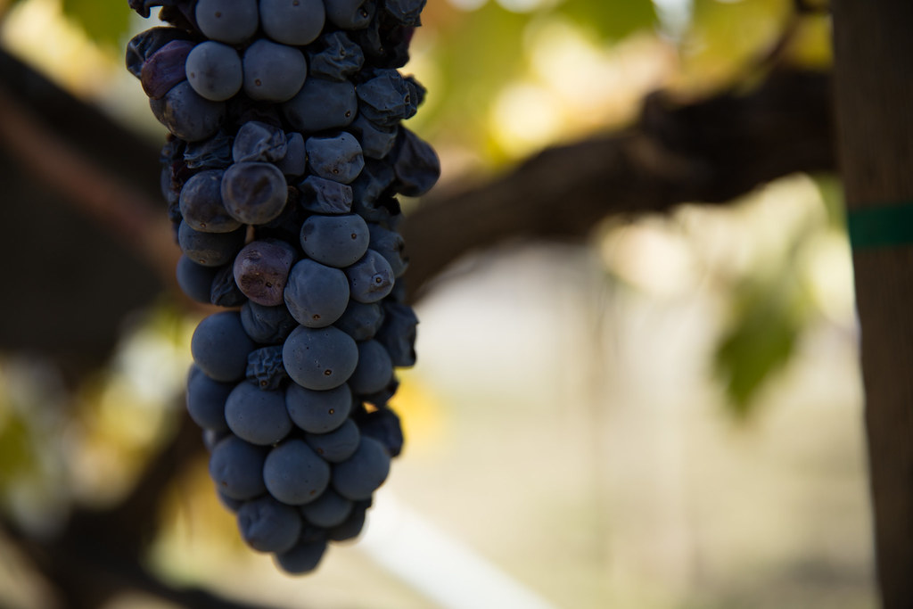 Grapes - The Antioxidant Surprise (image credits: flickr)