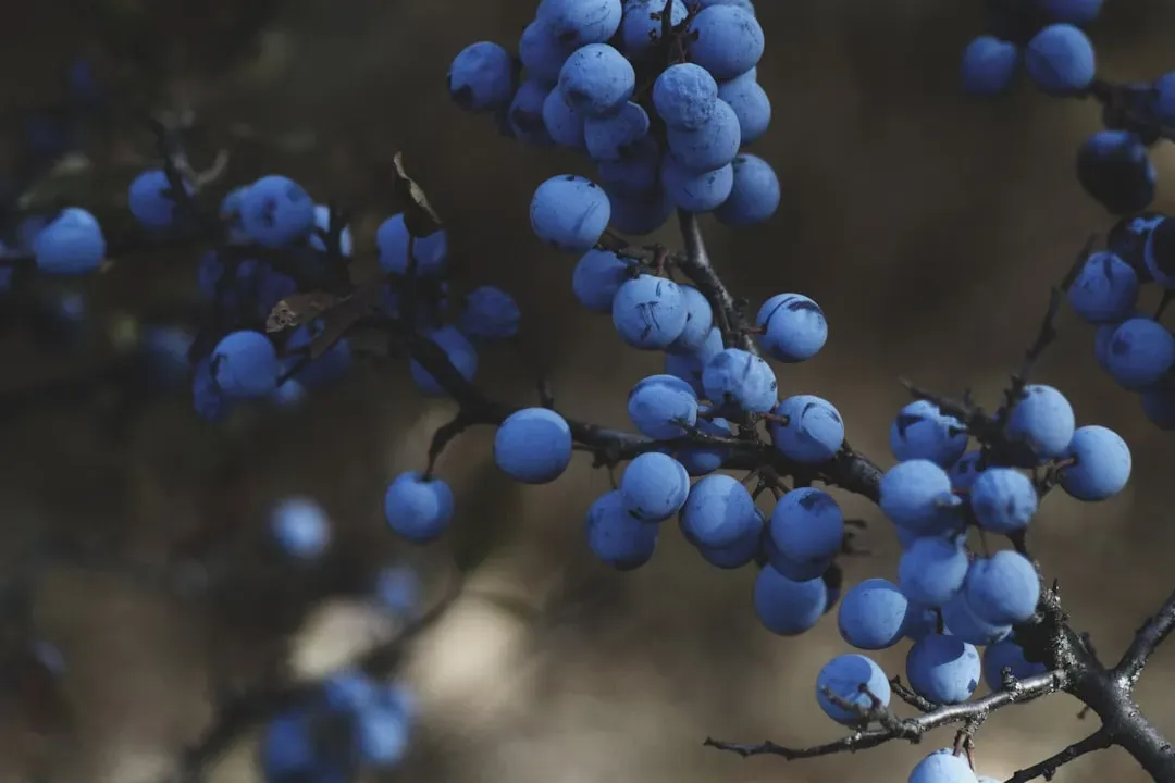 Aronia (Black Chokeberry): The Lab's Consistent Top Scorer (Image Credits: Unsplash)
