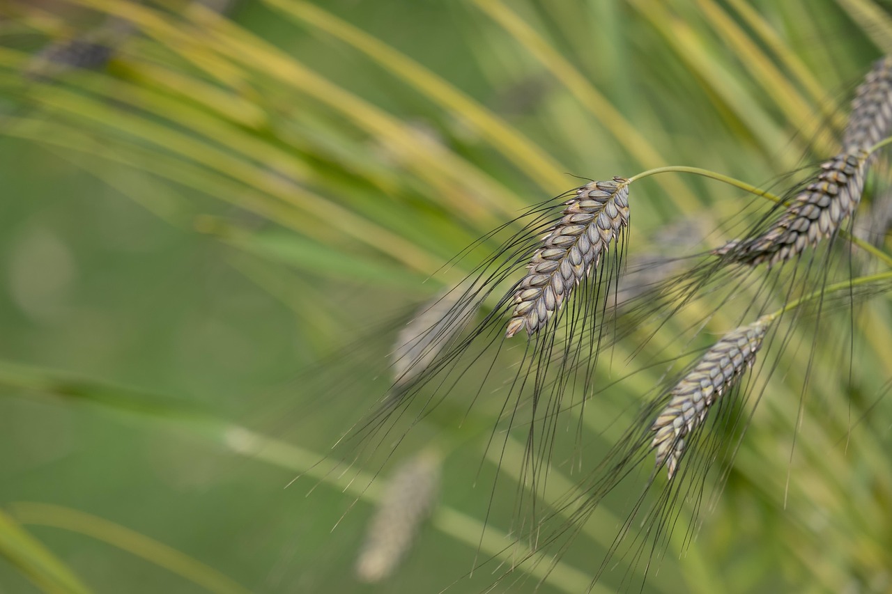 Sustainability of Ancient Grains (image credits: pixabay)