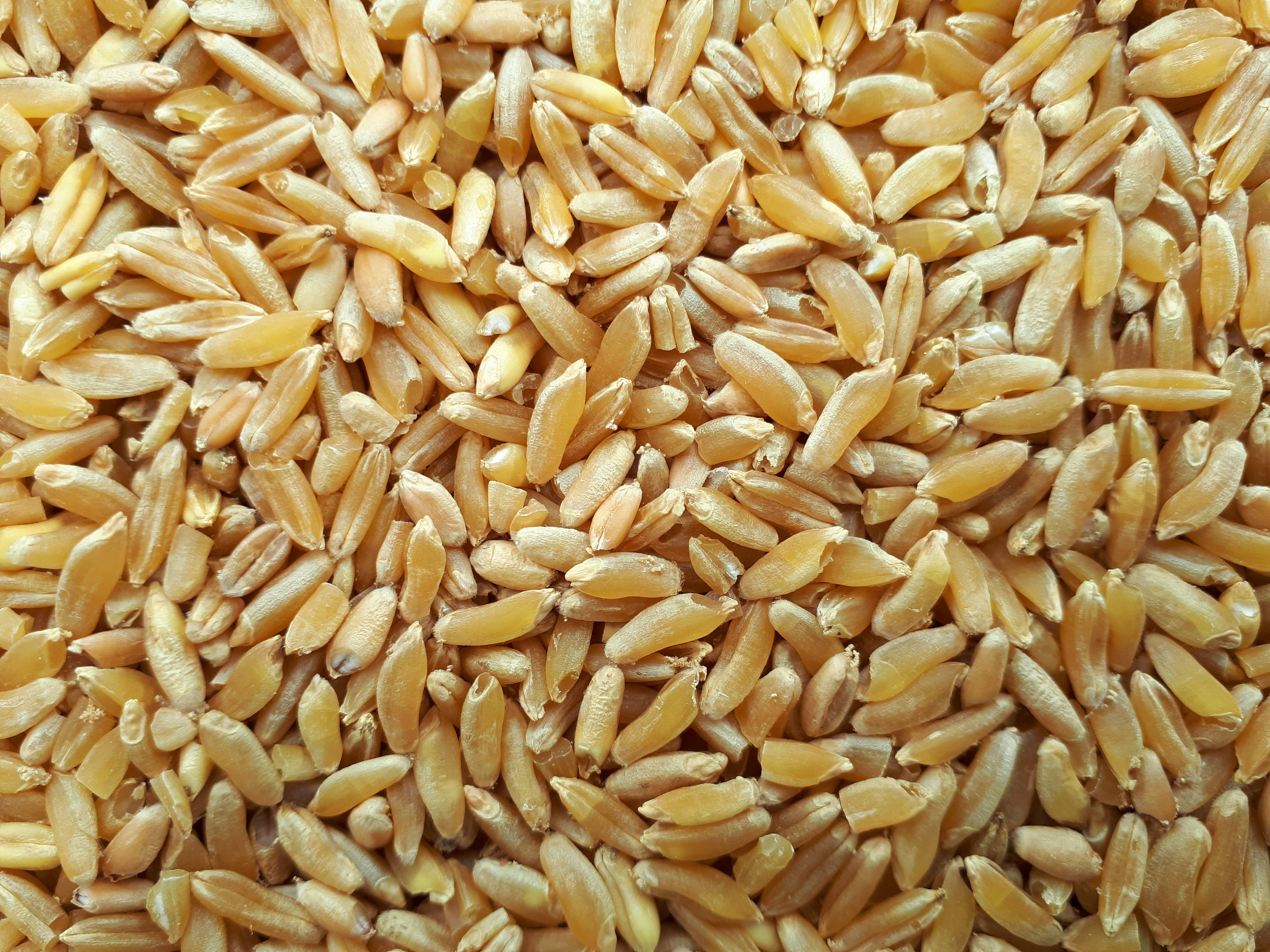 Exploring Other Ancient Grains (image credits: wikimedia)